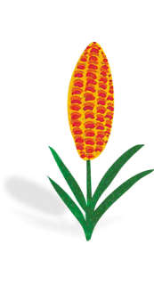 Кукурудза