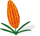 Кукурудза